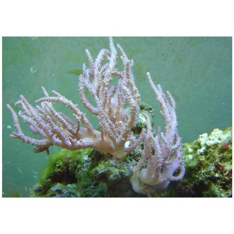 Corali Finger leather - imagine 5